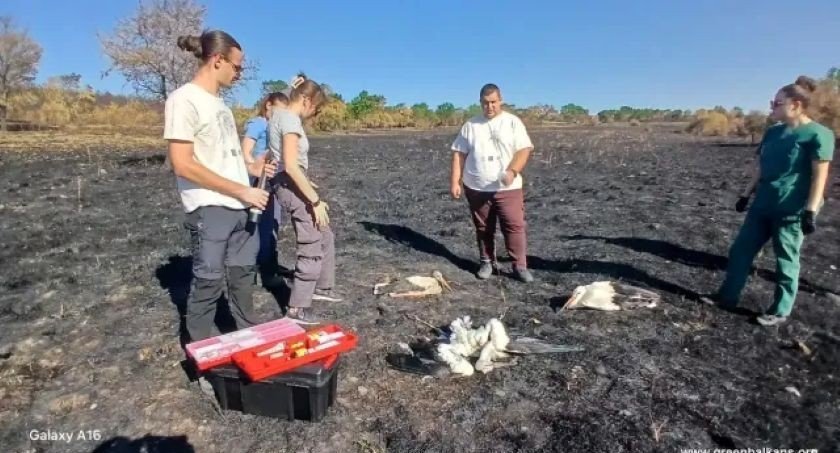 СЛЕД ПОЖАРА В САКАР: Откриха мъртви 32 щъркела и 6 костенурки