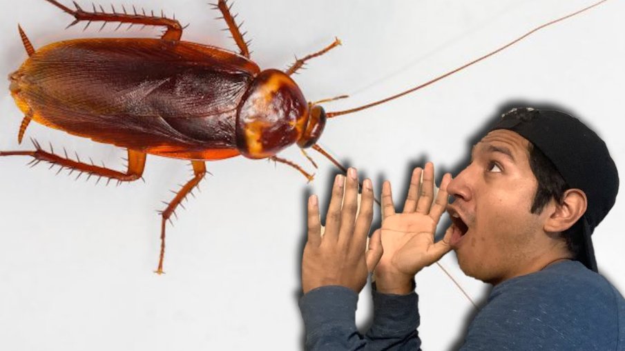 УЖАС: Десетки хора сигнализираха за летящи хлебарки