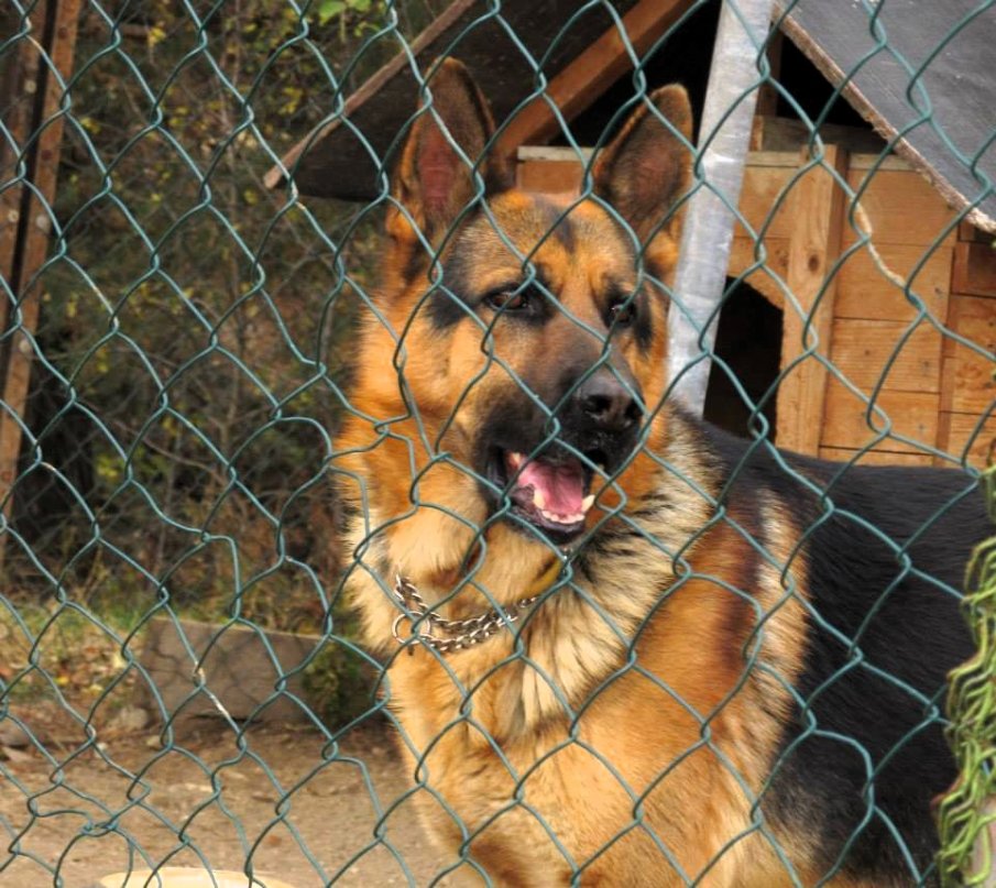 Асеновград стартира кампания за кастрация на домашни кучета