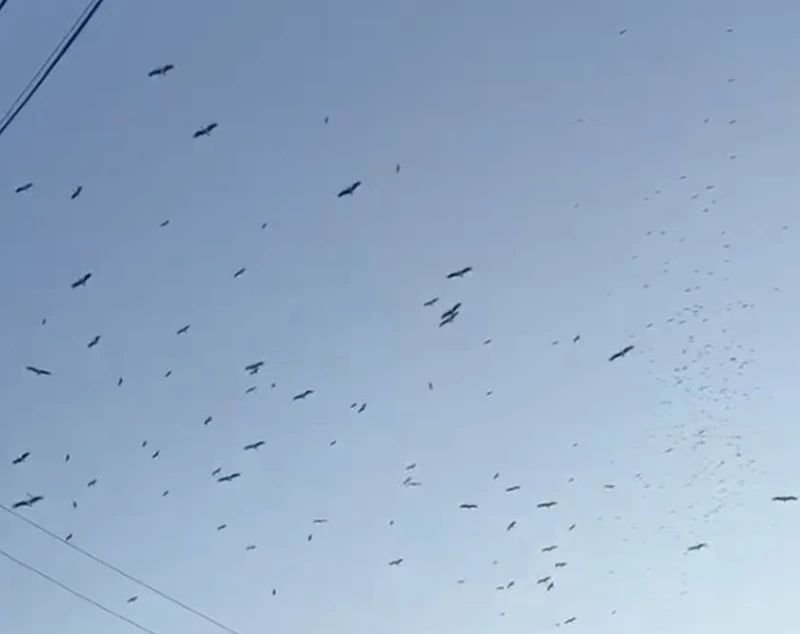 Отива ли си лятото? Щъркелите вече тръгнаха на юг