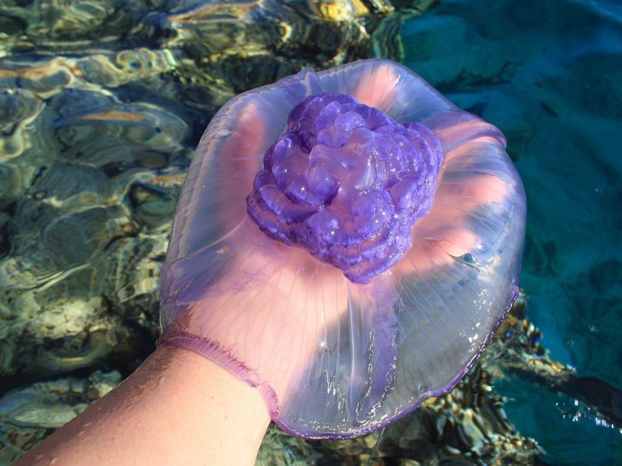 Опасни лилави медузи се появиха в Гърция - какво да правите при ужилване