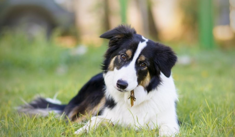 Глоба от 1,7 милиона евро получи мъж заради жестокост към животни в Гърция