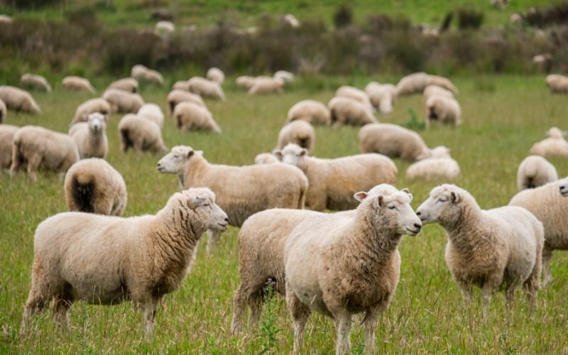 Заради шарката - шефът на БАБХ и главният държавен ветеринарен инспектор са в Брюксел