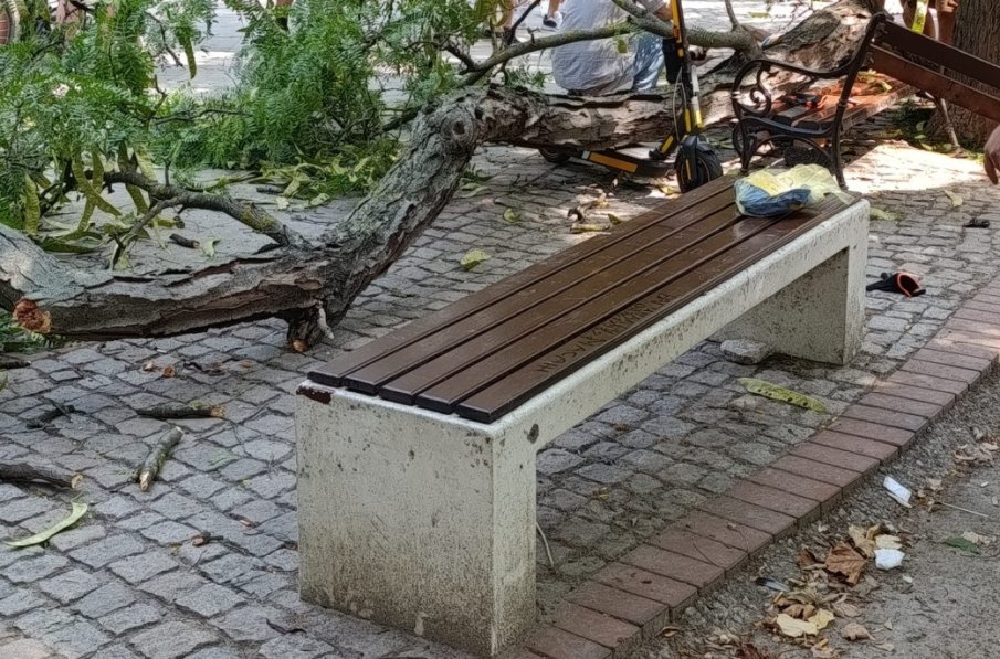 Изсъхнал клон падна върху дете в центъра на Бургас