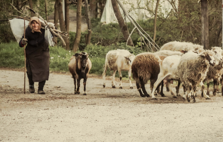 Издирват баба Кръстана, изчезнала в Средна гора