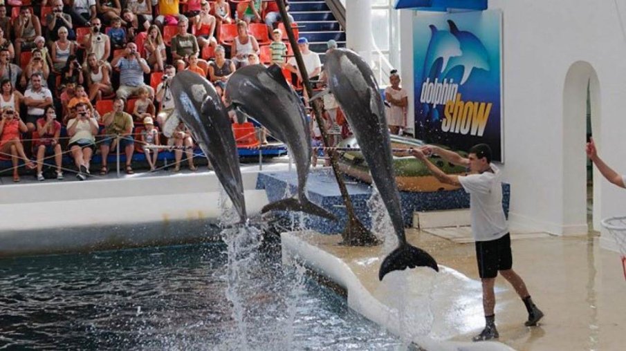 ЗАРАДИ 15 СЕПТЕМВРИ: Делфинариумът във Варна подарява безплатен билет на децата