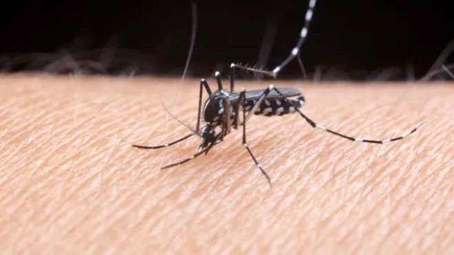 ЛЕКАРИТЕ БИЯТ ТРЕВОГА: Вирусът Чикунгуня вилнее жестоко, а последиците....