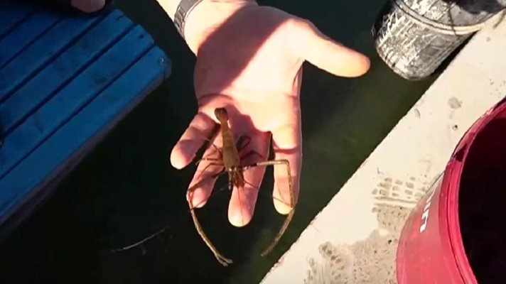 НЕОБИЧАЙНО ЯВЛЕНИЕ: Скариди се появиха в река Дунав