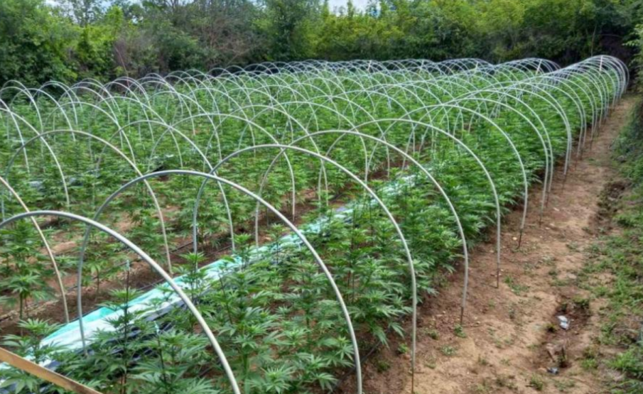 Задържаха двама градинари, докато се грижат за наркоплантацията си край Хасково