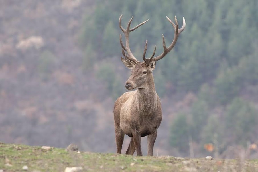 Убиха благороден елен в Смолянско