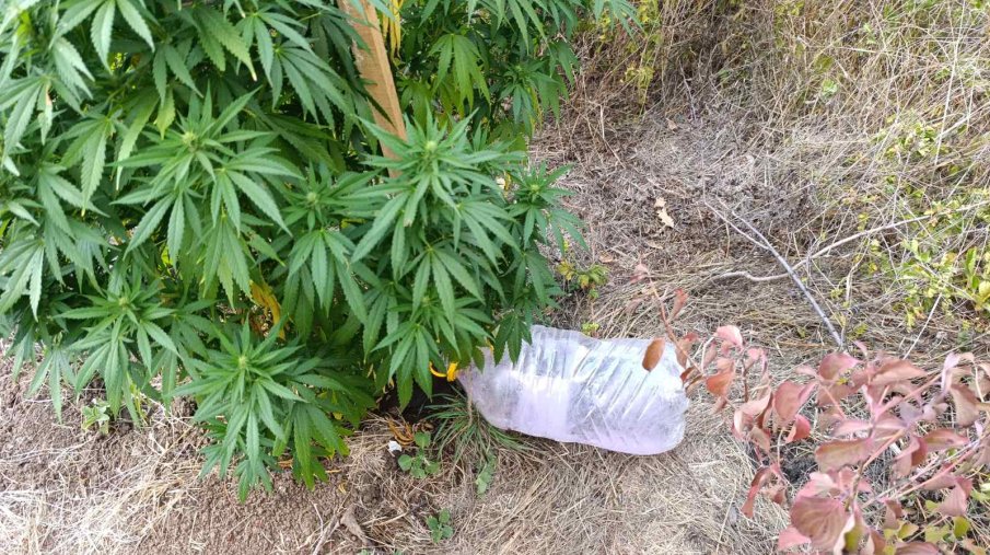 Полицията във Варна разби оранжерия за коноп, закопча братя рецидивисти