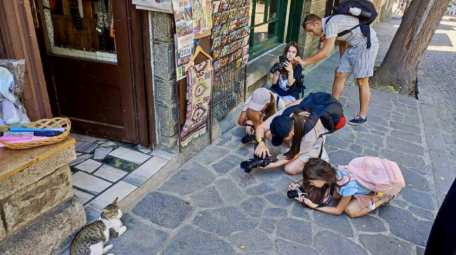 Джигит сгази Иван - любимия котарак на Стария Пловдив, търсят пари за операция