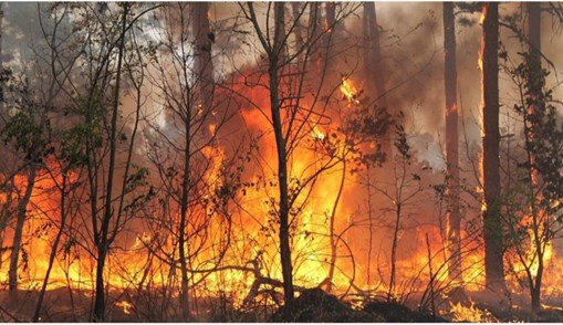 Община Козлодуй и пожарната ПРЕДУПРЕЖДАВАТ: Не палете огън на открито и не хвърляйте фасове!