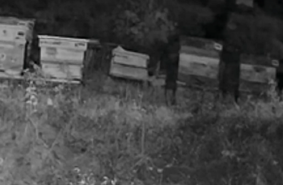 Гладни мечки унищожиха над 80 кошера в Казанлъшко