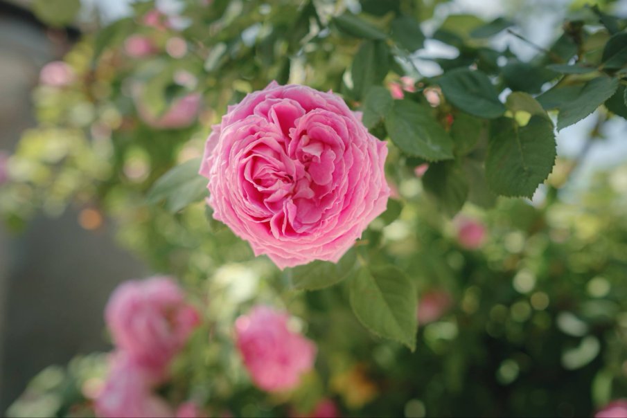 Държавна лаборатория Българска роза - пазител на 90-годишна традиция