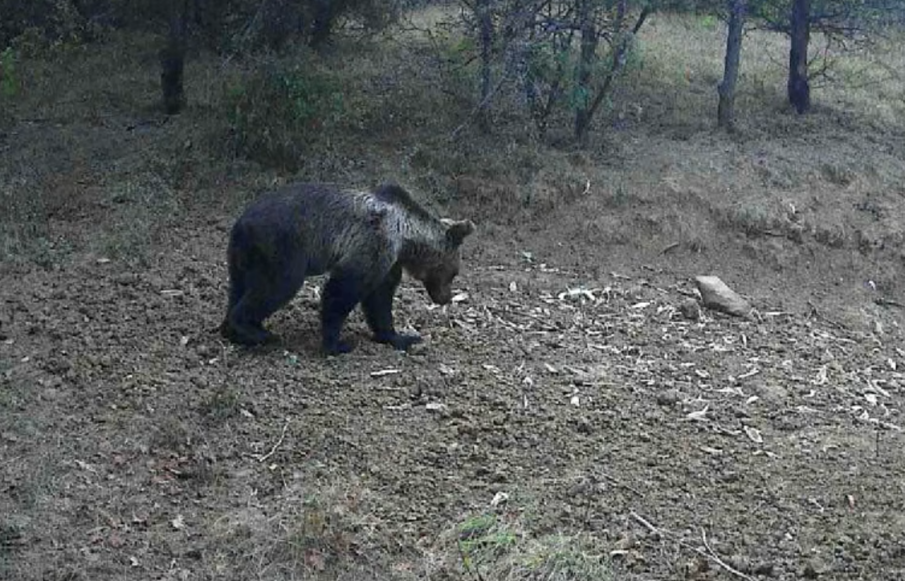 АБСУРД В СЕВЛИЕВСКО: Властите отчитат 0 мечки, горските броят 170