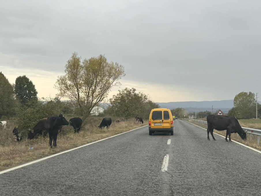 Стадо крави изскочи на пътя край Гурково, Мерцедес“ ги натресе