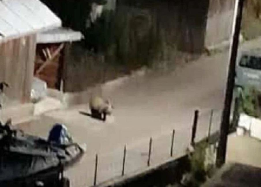 Заснеха мечка да се разхожда по улиците в Доспат