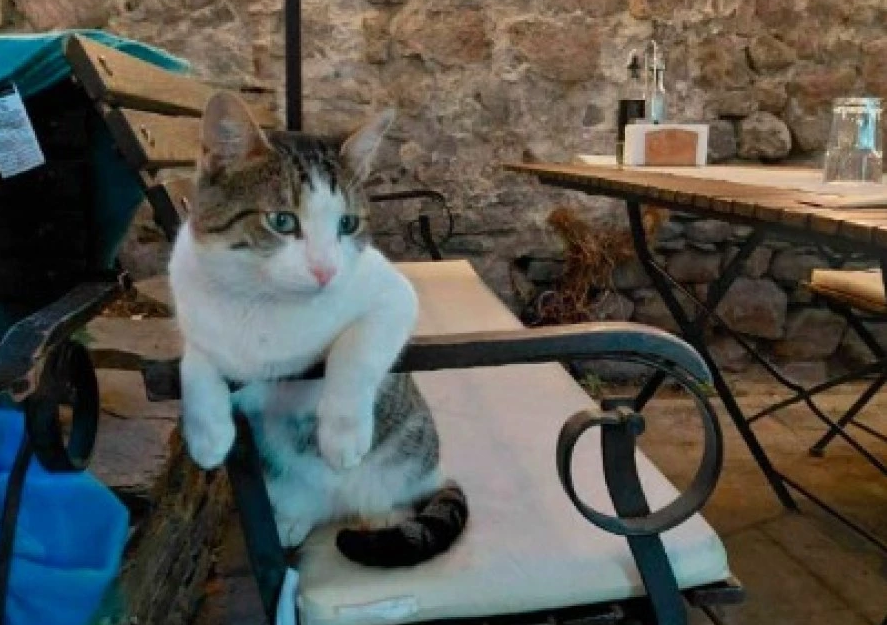 ДОБРИ НОВИНИ: Котаракът Иван от Стария Пловдив се изправя: операцията му беше успешна