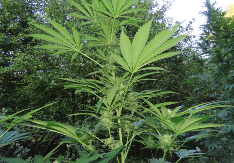 Задържаха 18-годишен, отглеждал коноп в изба в Търговище