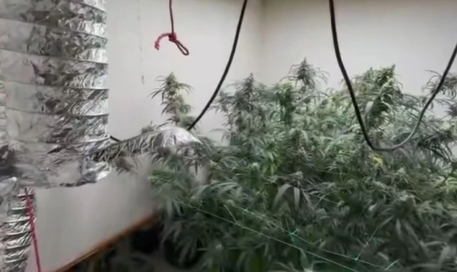 АРЕСТИ ЗА 7 ДУШИ: ГДБОП разби наркогрупа