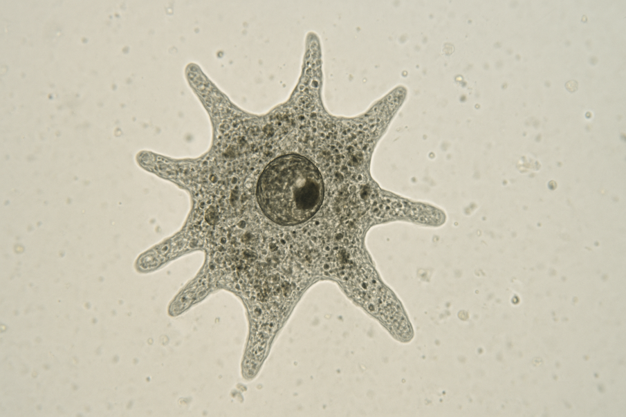 Най-малко 19 души са починали от мозъкоядна амеба в Индия
