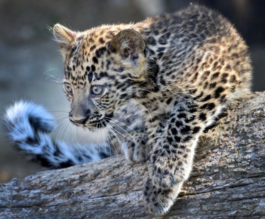 Леопардчето Вики е новата звезда на зоопарка във Варна