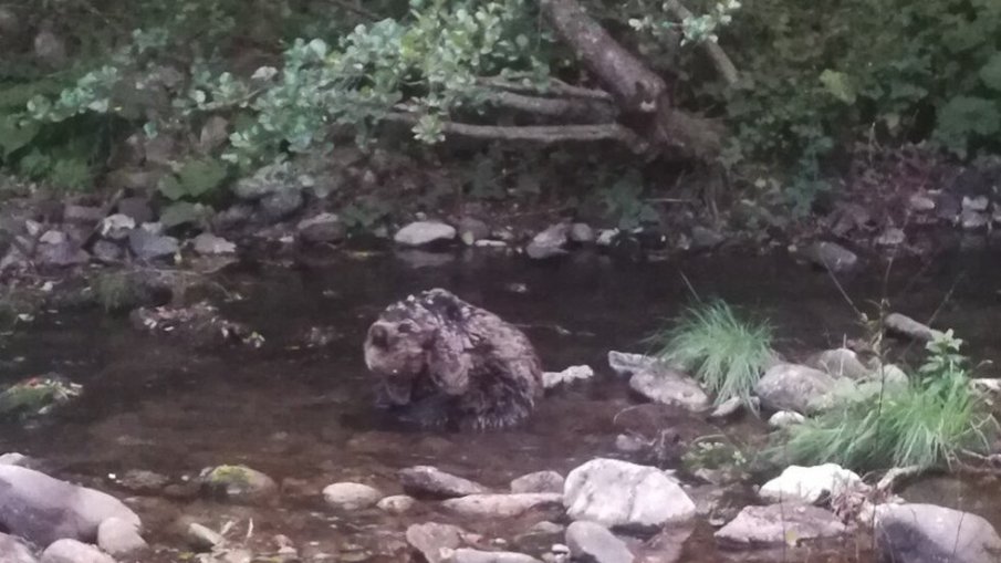 Спасиха 2-годишно мече край Смолян