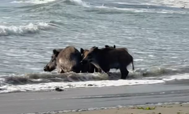 Диви прасета се разхождат по плажа във Варна