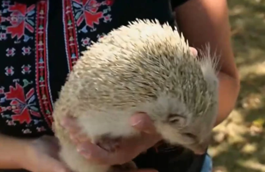 НАХОДКА: Откриха таралеж албинос в Лакатник