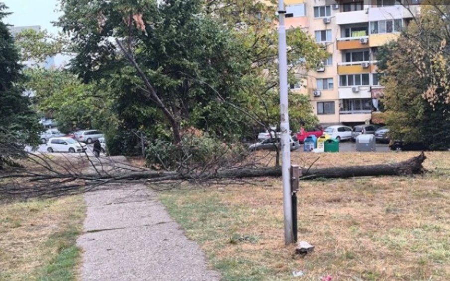 В Русе коментират защо дърво се стовари върху алея, изкоренено от бурята