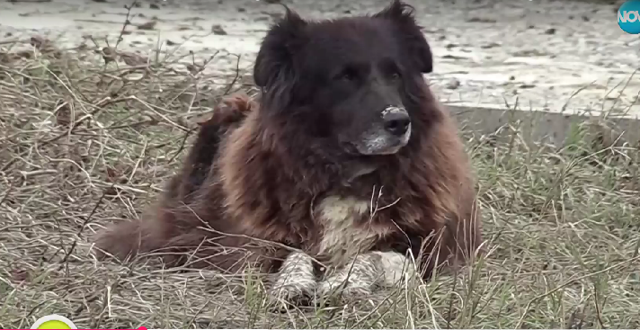 НЕОБИКНОВЕН ГЕРОЙ: Бездомно куче се опитало да спаси хората на Елените от потопа (ВИДЕО)