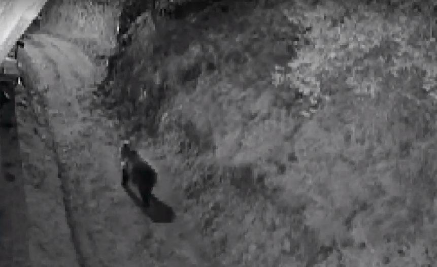 Мечки нападат домашни животни в Смолянско, хората живеят в постоянен страх