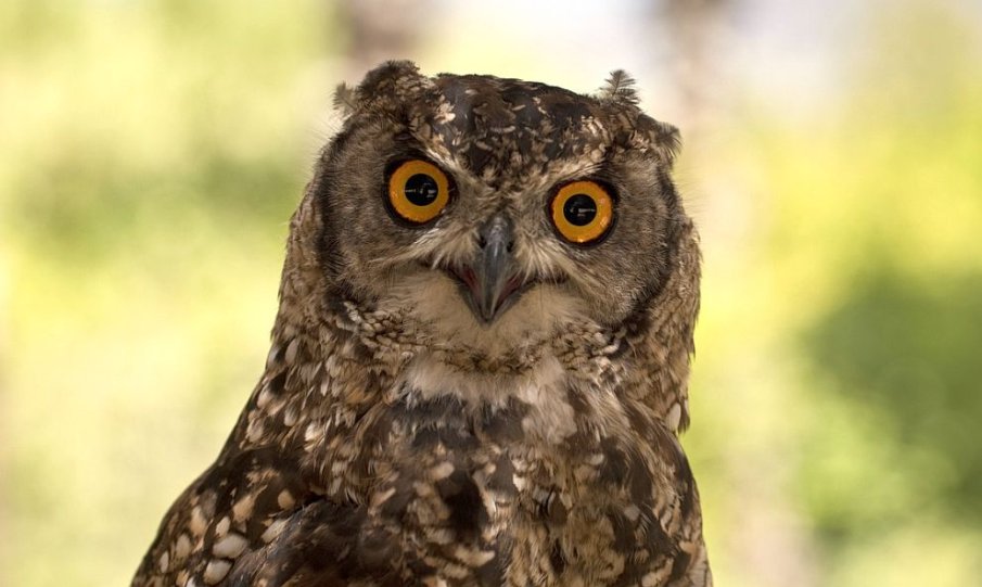 Бурята Ейми отнесе бухал до нефтена платформа