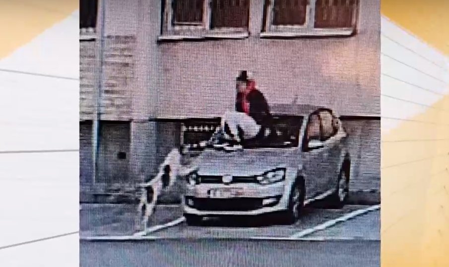 Бездомни кучета нападат пешеходци в Пловдив