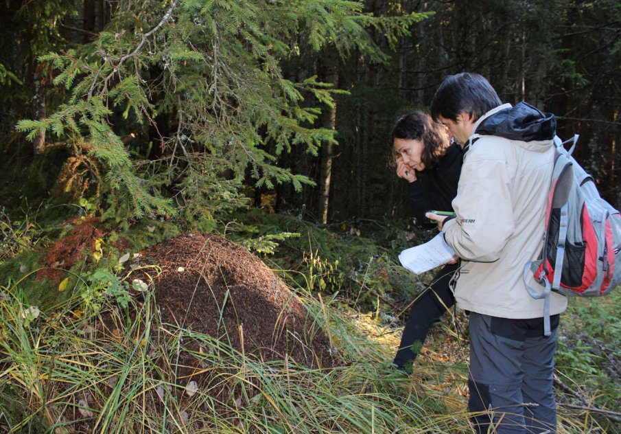Експерти започват седмично наблюдение на кафявата мечка