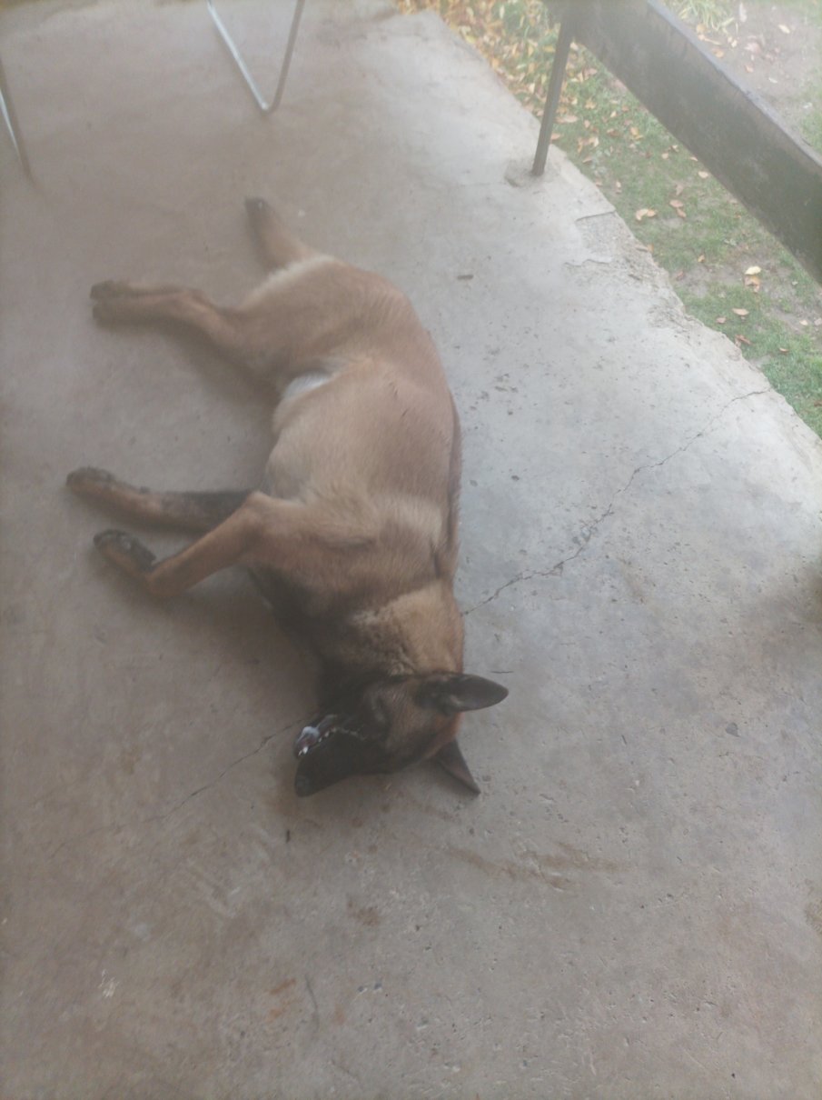 Наркоман уби куче с нож в Трънско