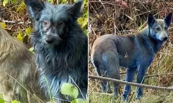 Мистериозни сини кучета се появиха в Чернобил