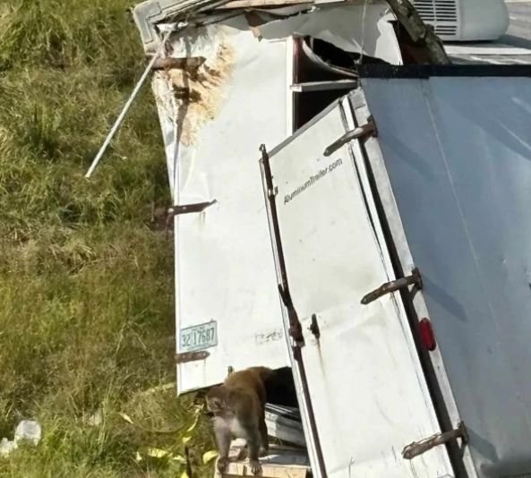 Агресивни лабораторни маймуни избягаха от катастрофирал камион