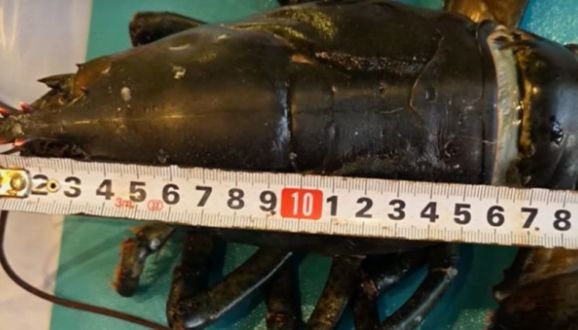 Откриха екзотичен вид омари край българските брегове на Черно море