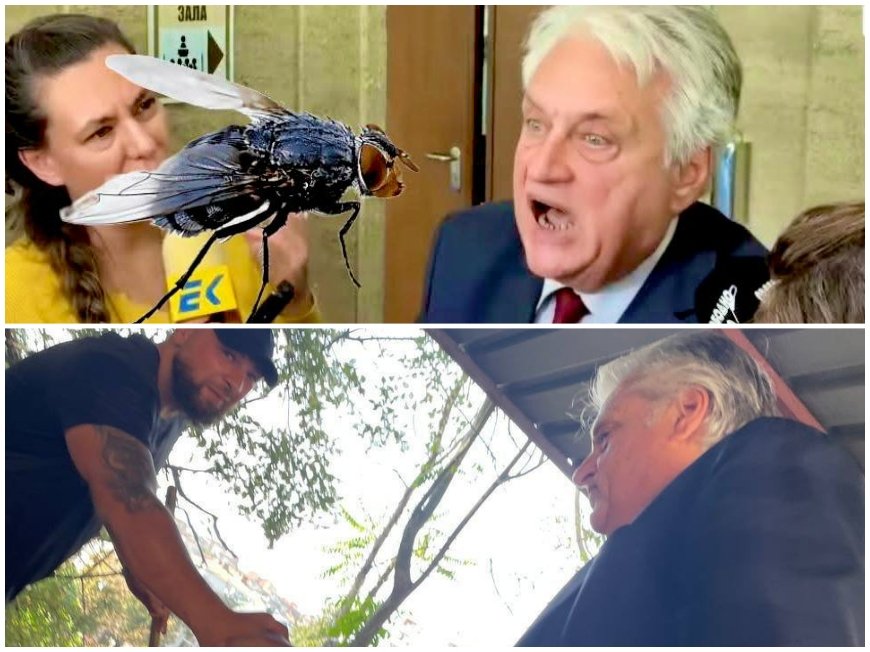 Голяма Муха с татуировка влезе в ухото на Бойко Рашков - да е дамаджана, да знае какво да прави с нея. А то насекомо от пазарджишко