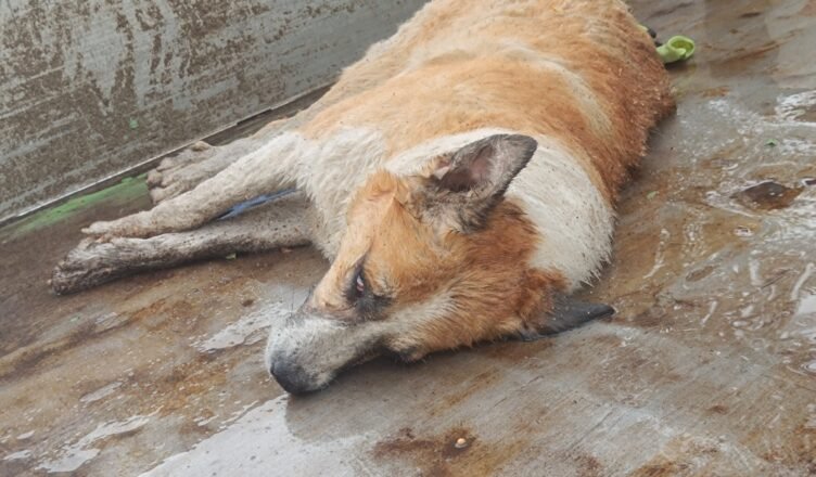 Разследват смъртта на куче в Благоевградско