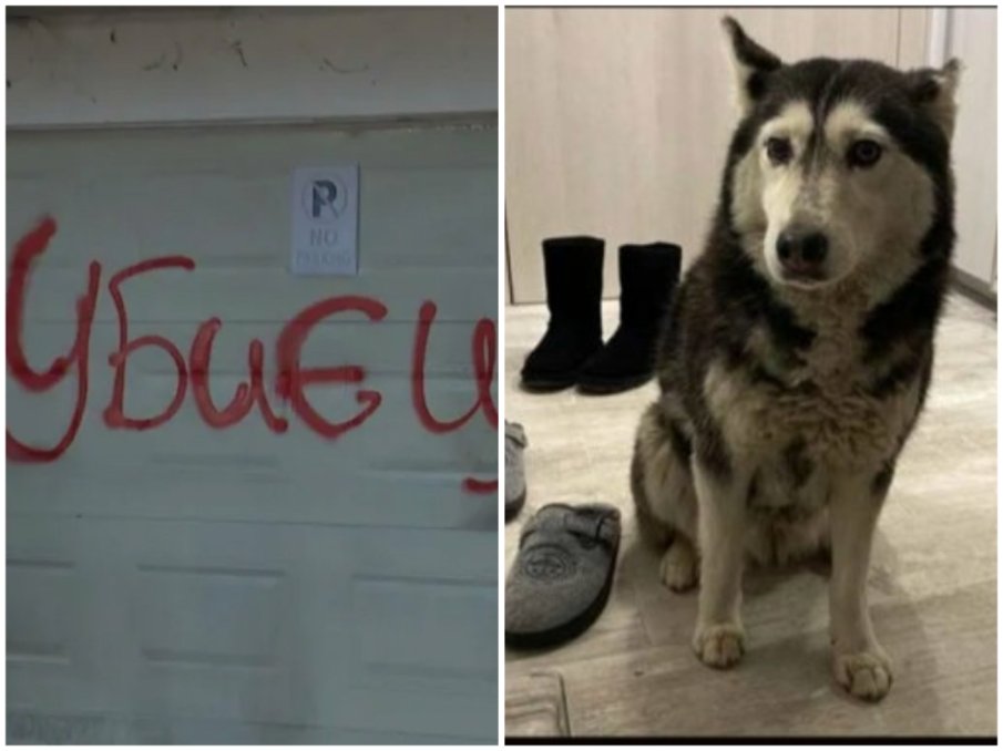 Костадин Ангелов за прегазеното куче: Това не е инцидент, а умишлена жестокост, садистично поведение