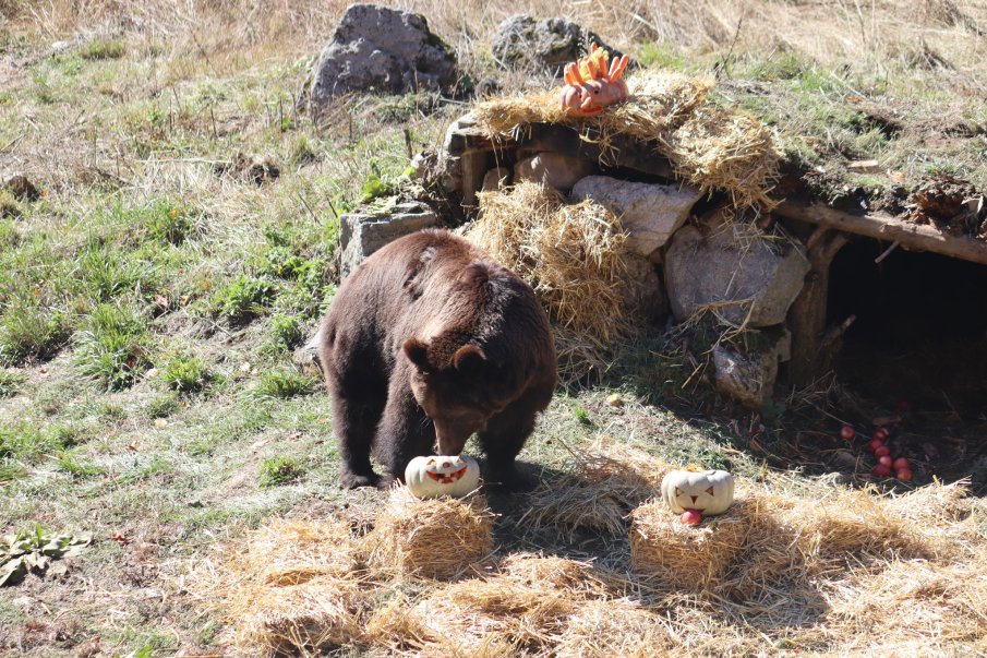 Мечките в Белица се стягат за големия зимен сън