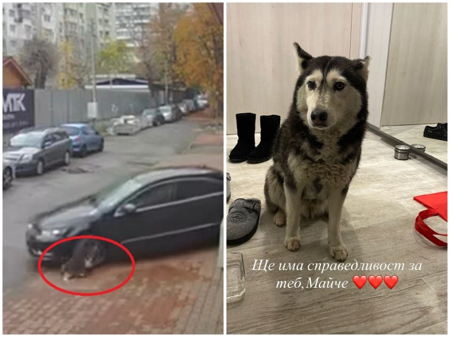 УЖАСЯВАЩИ КАДРИ: Доктор сгази куче без да му мигне окото (ВИДЕО 18+)