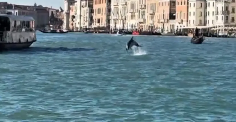 ЦЯЛА ИТАЛИЯ ГЛЕДА ВЕНЕЦИЯ: Делфинът Мимо върза на фльонга властите