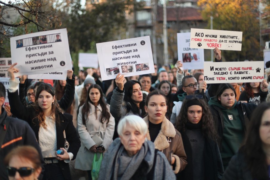 Протестът за кучето Мая блокира трамваите по бул. Витоша