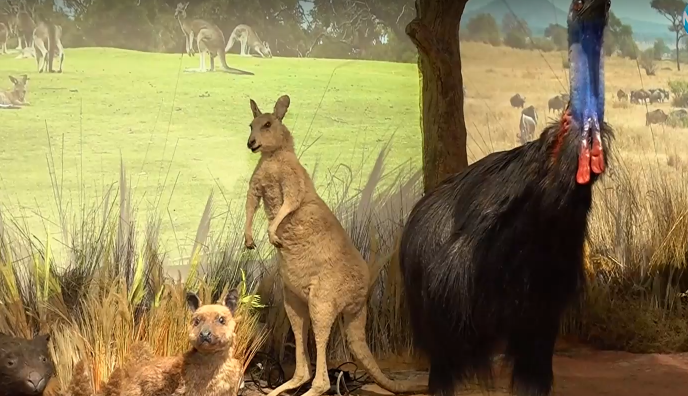 Откриха зоокафе в природонаучния музей в Пловдив