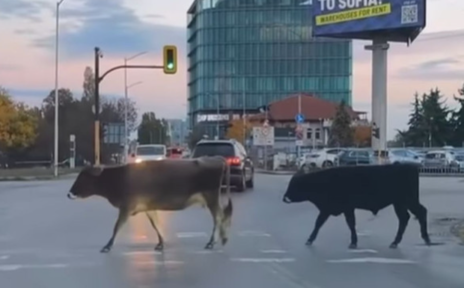 ДЕЖА ВЮ! Говеда се разхождат отново по столичния булевард Брюксел