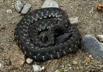 Черна усойница изпълзя на алея в парка Свети Врач в Сандански